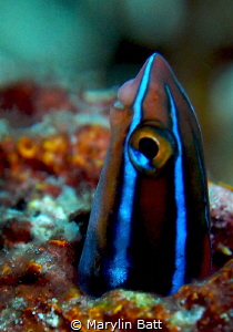 Blue Striped Fang Blenny. by Marylin Batt 
